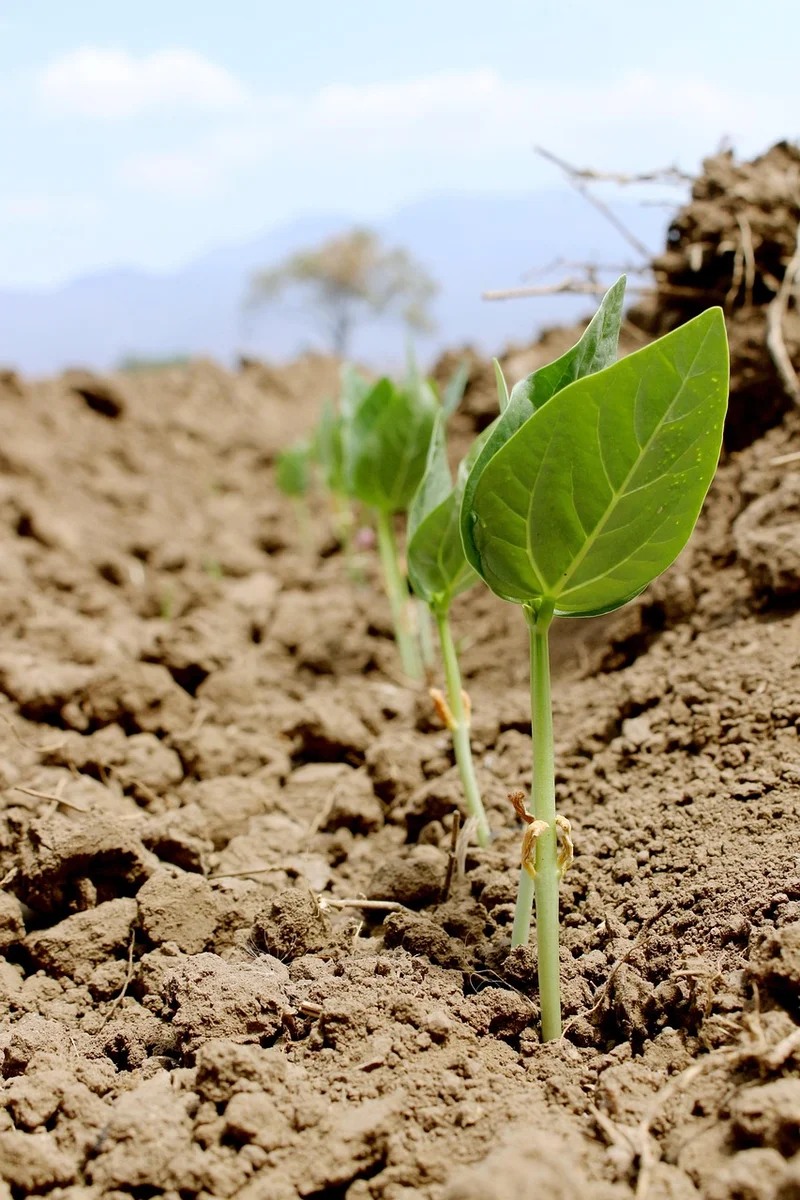 Când semințele și pământul pentru flori sunt bine alese, plantele cresc ușor